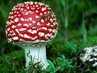 Tech News - A Real Super Mario Mushroom Found