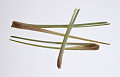 Lemongrass