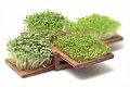 Happy Earth Day! Get Yourself an Edible Miniature Garden
