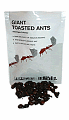 Would You Eat Bugs?
