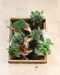 Do You Grow Your Own Herbs/Vegetables?