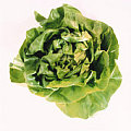 Keep Your Lettuce Longer