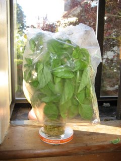 Yummy Link: Keep Basil Fresh Longer