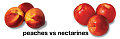 Do You Prefer Peaches or Nectarines?
