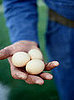 Locavore
