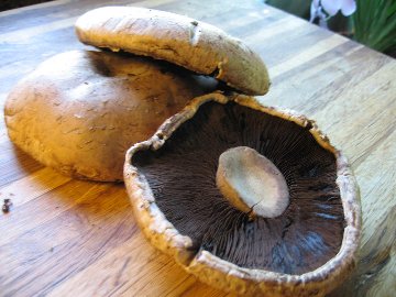 The benefits of mushrooms