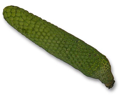 Exotic Fruit of the... week?