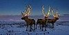 Reindeer