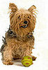 Indoor Games For Dogs