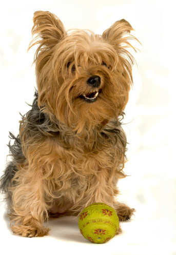 Indoor Games For Dogs