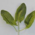 Sorrel