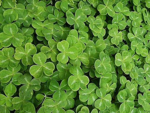 St. Patrick's Day Fun Facts St. Patrick's Day Fun Facts