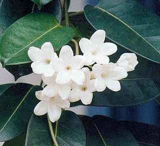 Flowers 101: Stephanotis