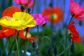 Flowers 101: Poppies