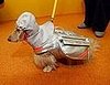 Pet Rescue Jacket: Spoiled Sweet or Spoiled Rotten?