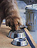 What's in Your Pet's Food Dish?