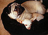 Come PetMarking with Me: Snuggly Beds