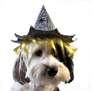 Webbed Witch Hat
