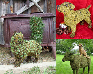Miracle Grow a Pet in Your Garden?