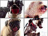 Dogs Licking Computer Screens!
