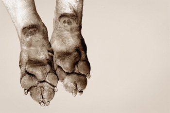 Pet Peeves: All Scratched Up