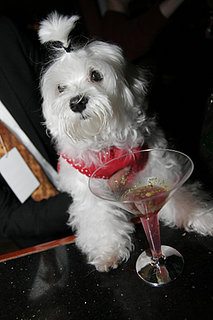Out and About: Florida's Mutts and Margaritas