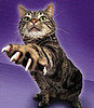 To Declaw or Not Declaw?