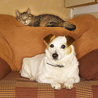 You're Not Home and Your Pet Is...? 