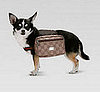 Gucci Pet Backpack: Spoiled Sweet or Spoiled Rotten? 