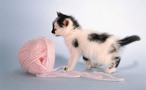 On the Ball Challenge: D.I.Y. Cat Toys