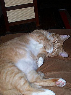 Pet of the Week: Oliver