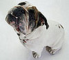 The Scoop: Pets Can Get SAD, Too 