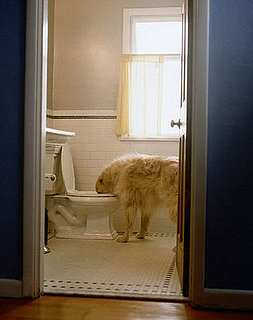 Pet-Proofing Your Home: Bathroom