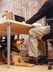 Pet-Proofing Your Home: Tech Edition Pet-Proofing Your Home: Tech Edition