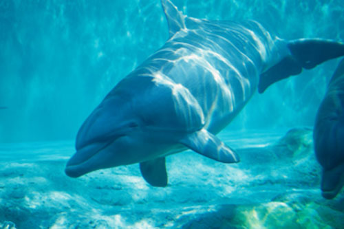 Creature Features: Dolphins and Porpoises Creature Features: Dolphins and Porpoises
