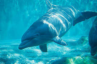 Creature Features: Dolphins and Porpoises