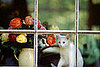 Pet-Proofing Your Home: Poisonous Plants