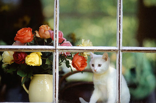 Pet-Proofing Your Home: Poisonous Plants