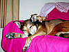 Pets of the Week: Pete and Ella