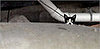 What's Your Take: Mama Cat or the Piping Plovers?