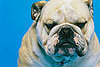 The Scoop: Slentrol, a Weight-Loss Drug for Dogs