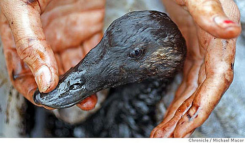 In the Wild: Surf Scoters
