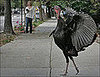 Happy Thanksgiving from PetSugar!