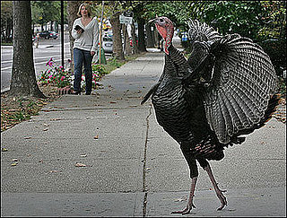 Happy Thanksgiving from PetSugar!