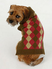 Trend Setters: Preppy Pets Rock... Argyle Trend Setters: Preppy Pets Rock... Argyle