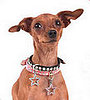 Trend Setters: Preppy Pets Rock... Charms
