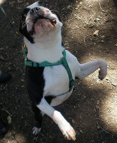 To the Rescue: Harness vs. Collar