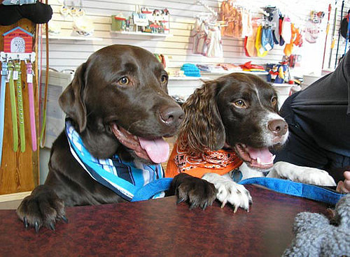 Out and About: Connecticut's Paws on the Green