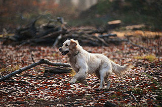 Out and About: Ohio's Holden Arboretum