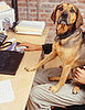 Where Do Fido and Fluffy Shop Online?